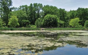 lacustrine ecosystem