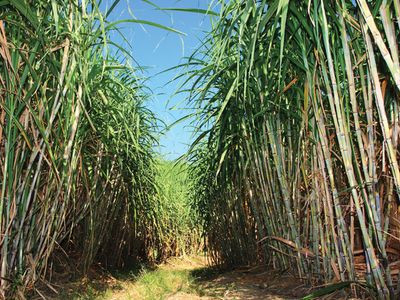 sugarcane