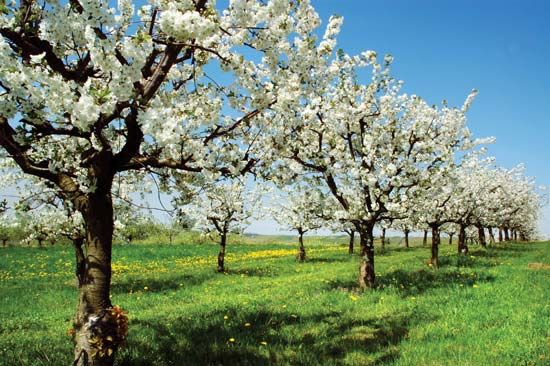 Cherry trees blossoming