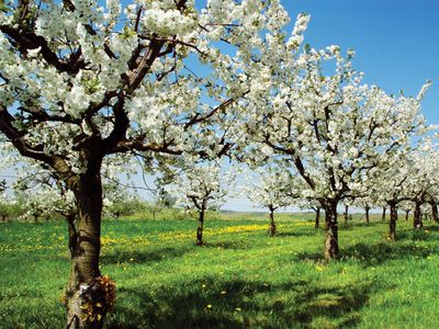 Cherry trees blossoming