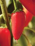 pimiento peppers