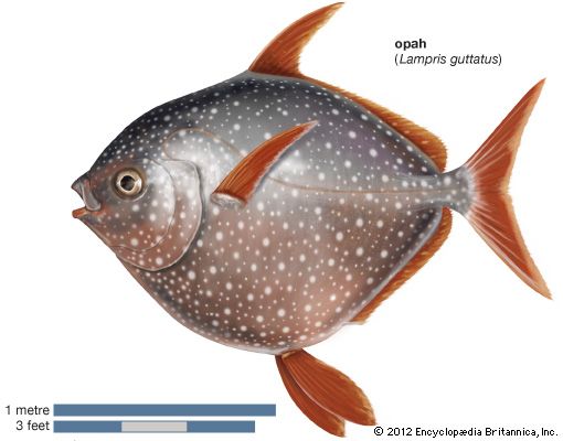 opah (Lampris guttatus)