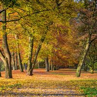 European beech trees (Fagus sylvatica) in autumn. Note: Oak tree far left. Fall colors