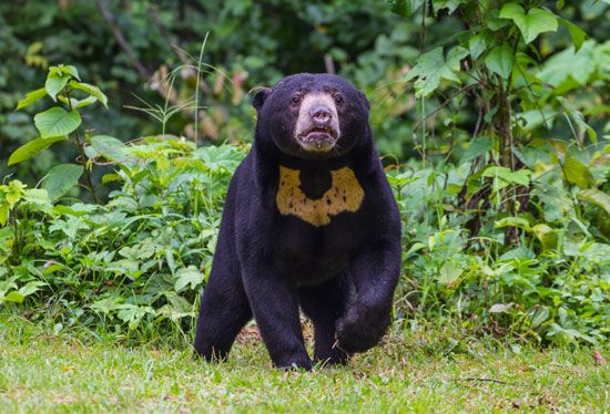 sun bear (Helarctos malayanus)