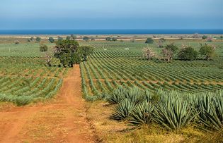 field of sisal in Kenya