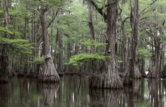 bald cypress