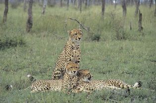 cheetah with cubs