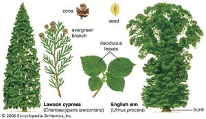 trees, deciduous and coniferous