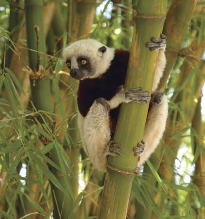 Coquerel's sifaka (Propithecus coquereli).