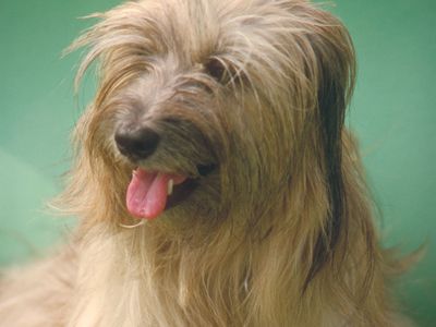 Tibetan terrier.