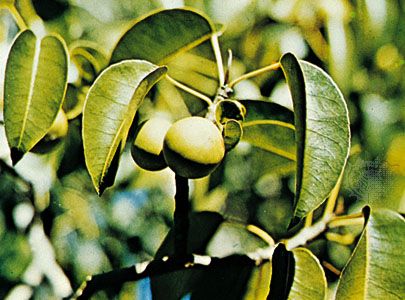 Manchineel (Hippomane mancinella)