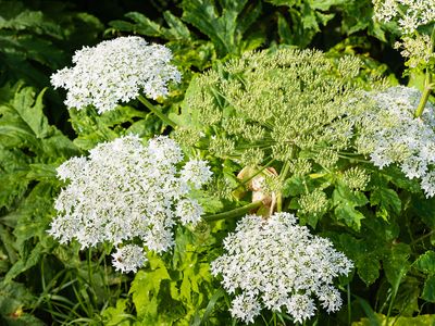 giant hogweed