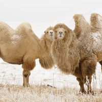 Two young Bactrian Camel (Camelus bactrianus) in winter steppe in Kyrgyzstan (Kirghizia) bordering Kazakhstan. Asia, Independent Mongolia