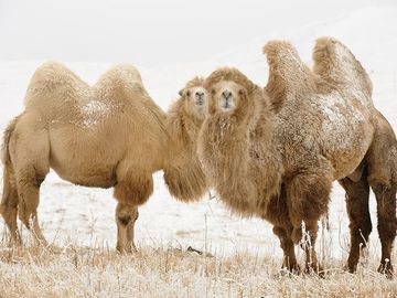 Two young Bactrian Camel (Camelus bactrianus) in winter steppe in Kyrgyzstan (Kirghizia) bordering Kazakhstan. Asia, Independent Mongolia