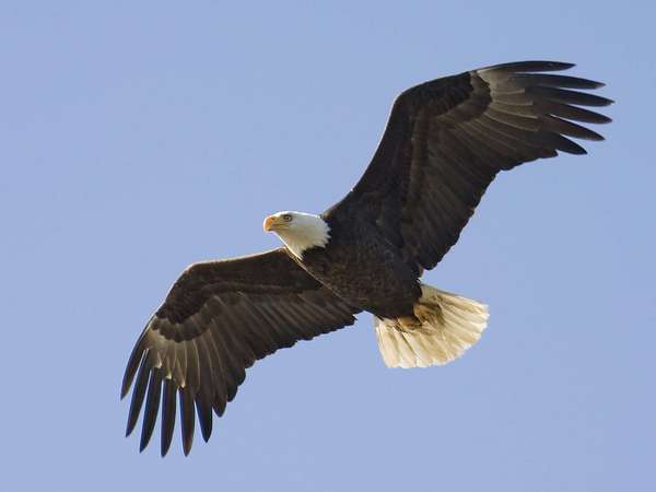 Bald Eagle (Haliaeetus leucocephalus), the only eagle solely native to North America.  (North American bird)