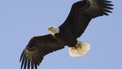 Bald Eagle (Haliaeetus leucocephalus), the only eagle solely native to North America.  (North American bird)