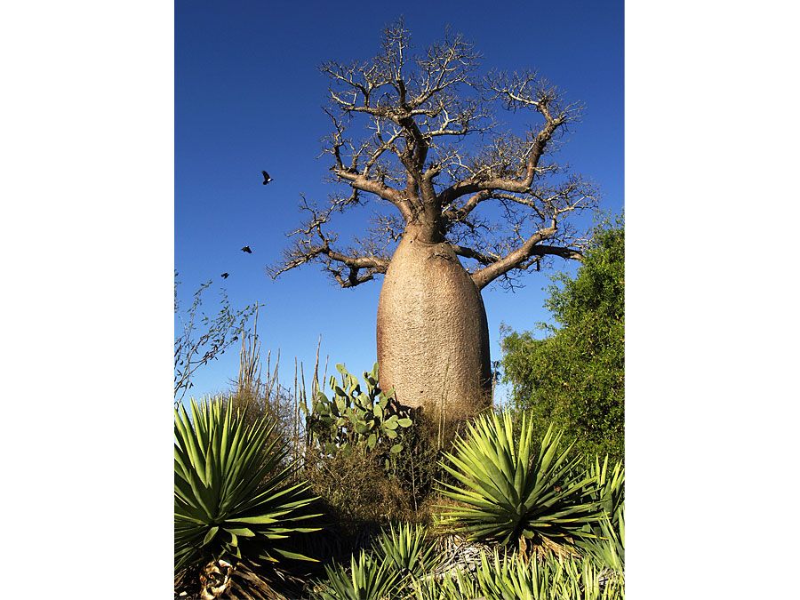 Grandidier's baobab