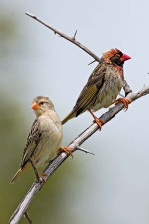 red-billed quelea