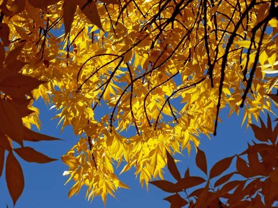 green ash tree in autumn