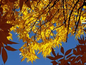 green ash tree in autumn