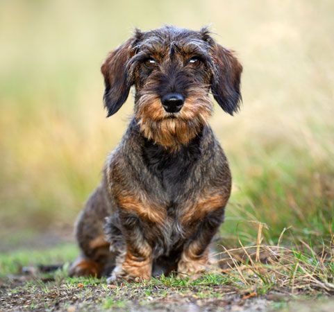 wirehaired Dachshund