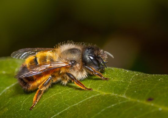 red mason bee