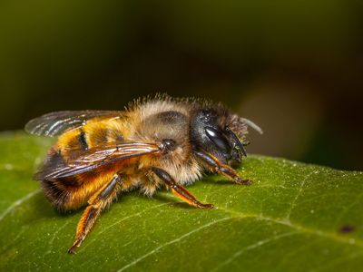 red mason bee