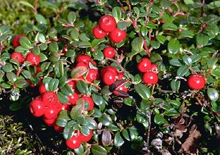 lingonberry