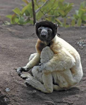 Crowned sifaka (Propithecus coronatus).