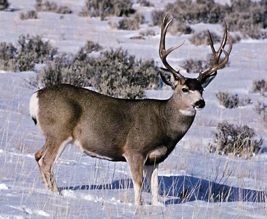 mule deer