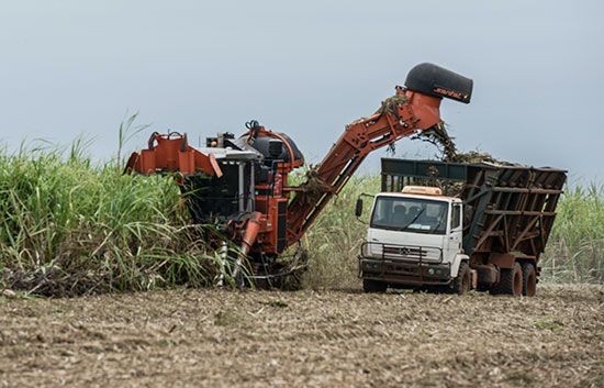 sugarcane harvesting