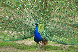 Indian peacock