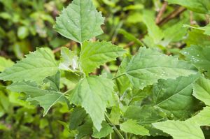 lamb's quarters; pigweed