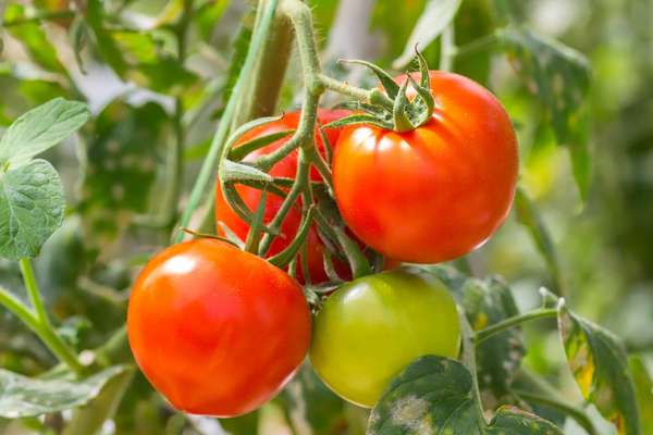 Ripe red tomatoes (Solanum) and green tomato on plant. Fruit vegetable tomato