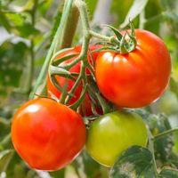 Ripe red tomatoes (Solanum) and green tomato on plant. Fruit vegetable tomato