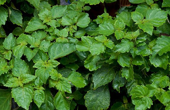 patchouli leaves