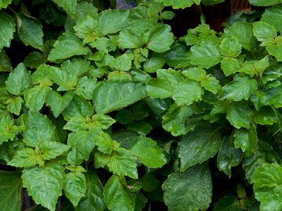 patchouli leaves