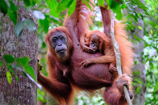 orangutans