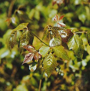 Poison ivy (Toxicodendron radicans)