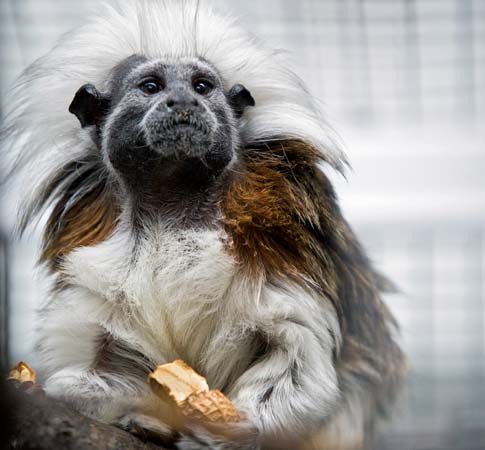 cotton-top tamarin