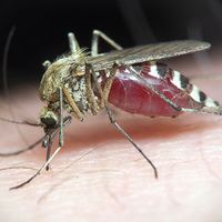 Mosquito on human skin.