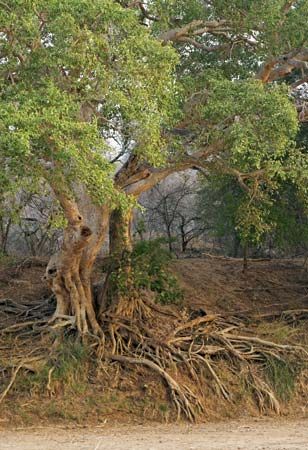 white stinkwood tree