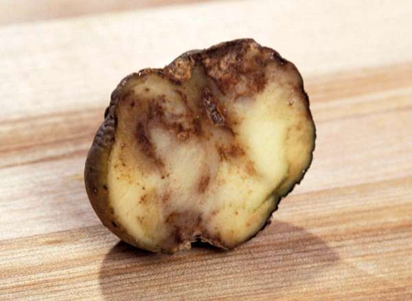 A potato showing the effects of Phytophthora infestans, or late blight. Potato blight, Irish Potato Famine.