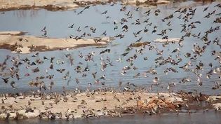 See a flock of red-billed queleas flying in Etosha National Park, Namibia