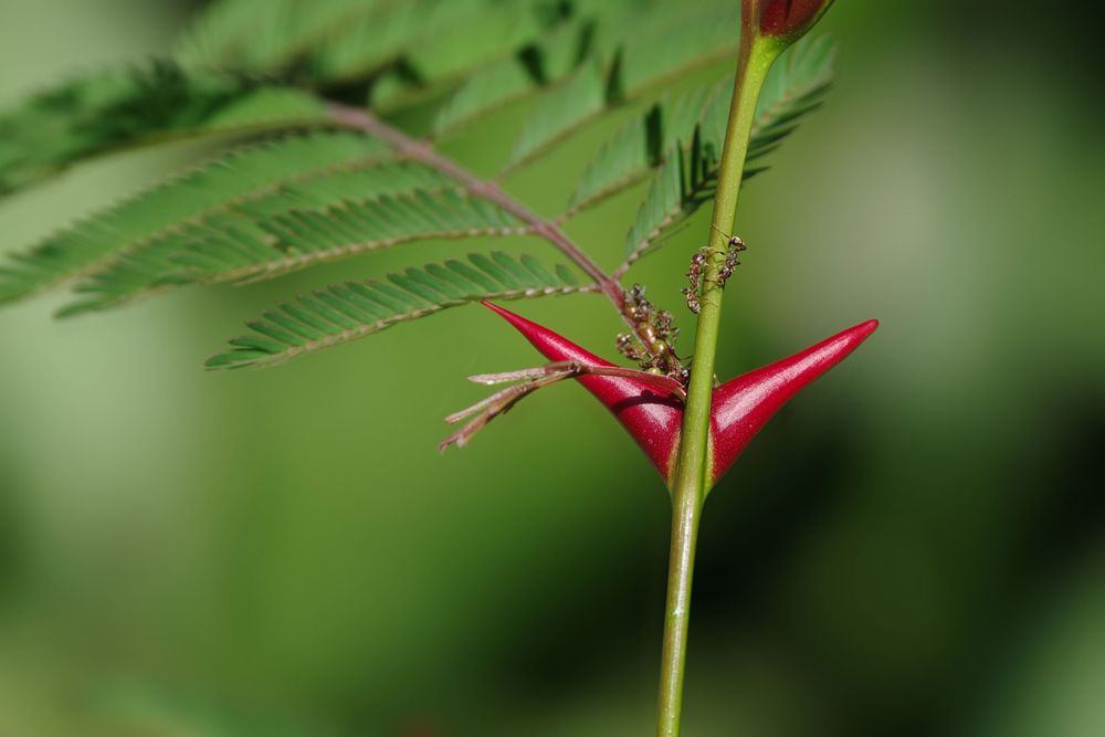 symbiosis. acacia. A Bullhorn Acacia (swollen thorn acacia, Vachellia cornigera) tree branch and resident Acacia ants (Pseudomyrmex ferruginea) in western Panama. Ants live in the red 'cachito' aka little horn Beltian body. symbiotic (notees)