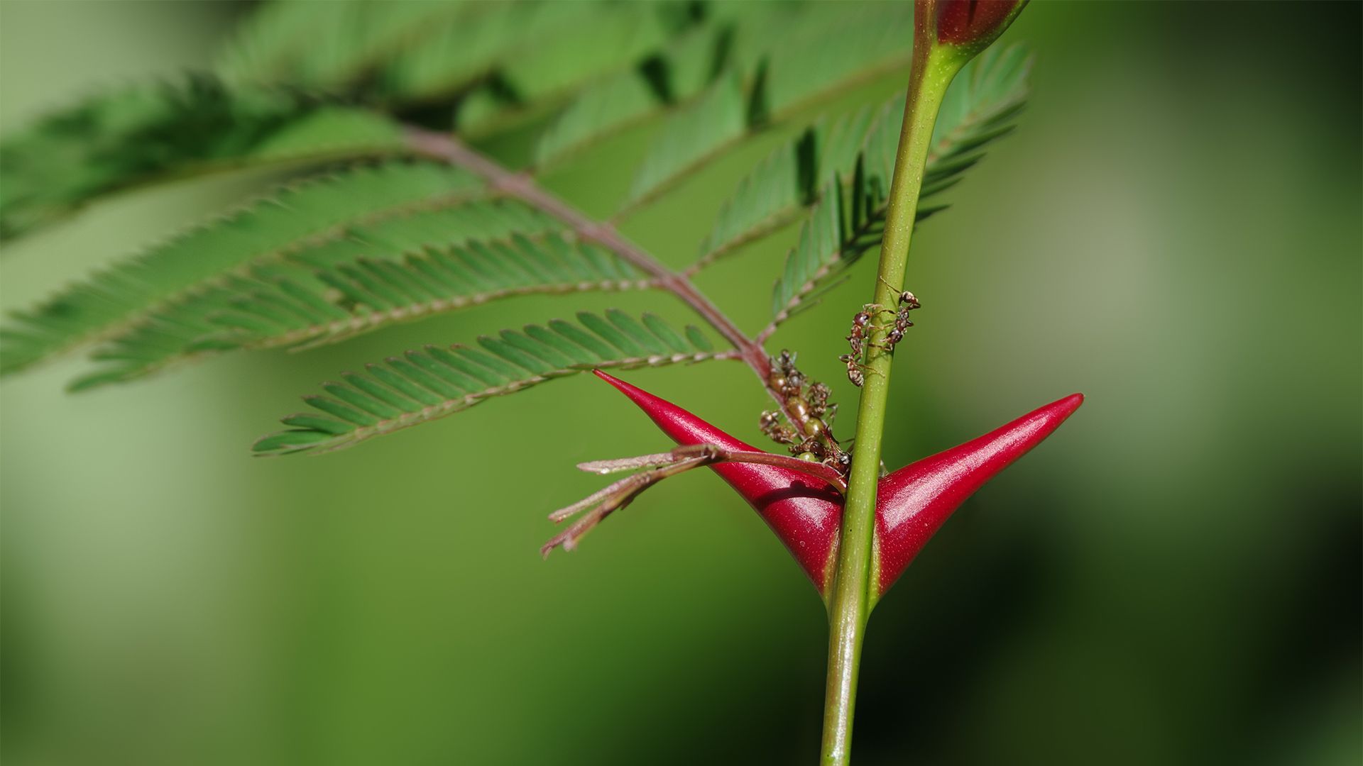 mutualism: acacia ants