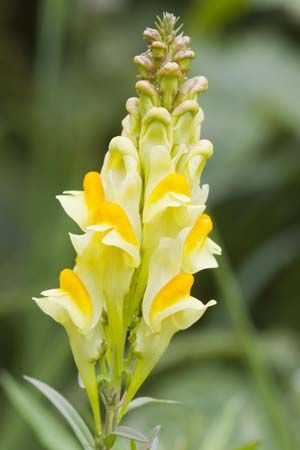 common toadflax