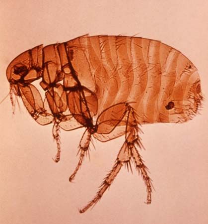 Oriental rat flea