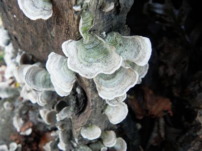 turkey tail