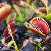 Carnivorous Venus Fly Traps (Dionaea muscipula) and Sundews (Drosera capensis) Plants secrete digestive enzymes s until the insect is liquified and its soluble contents digested.